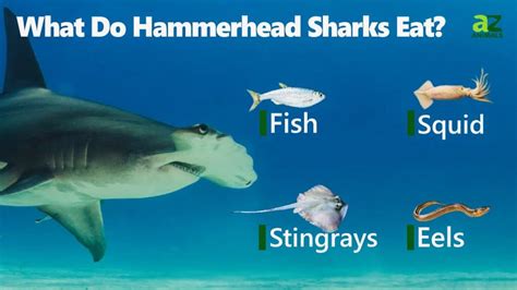 Hammerhead Shark Eating A Stingray