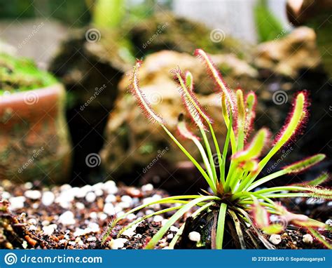 Sundew Carnivorous Plant Drosera Anglica Insectivorous Plants Meat