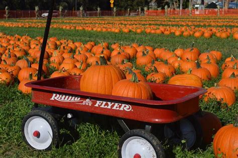 Bay Areas Best Pumpkin Patches For 2024