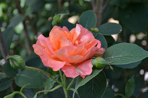 Rosas Naranja Flor Foto Gratis En Pixabay Pixabay
