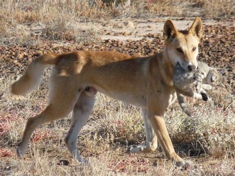 calls  dingoes   reintroduced sporting shooter