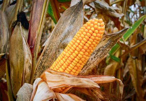 Campagne 2016 Ce Quil Faut Retenir En Maïs Grain Journal Paysan Breton