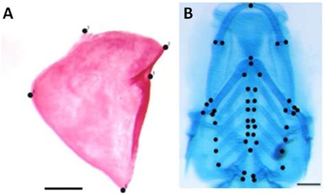 landmarks assigned   dissected  opercle