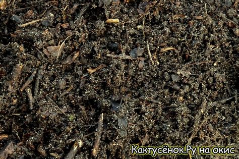 Как составить грунт для кактусов удобрения купить кактус / КАКТУСЁНОК.РУ