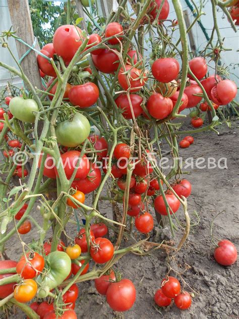 Томат Сызранская скороспелка • ОТЗЫВЫ, Характеристика, Фото