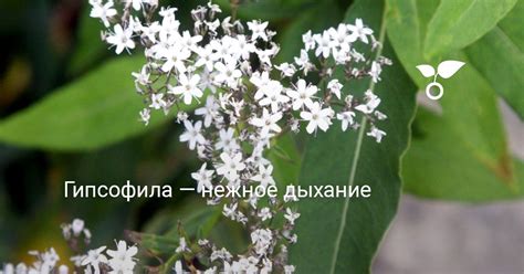 Гипсофила — нежное дыхание. Выращивание, уход, размножение. Фото ...