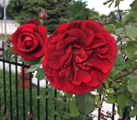 Rose Rosa Don Juan In The Roses Database
