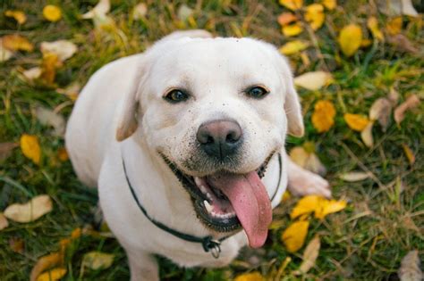 Labrador Retriever Singapore Adorable Puppies For Sale