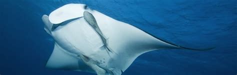 Manta Ray Reproduction