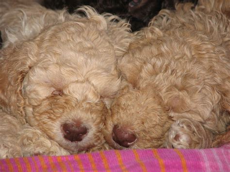 Poodle puppies photo and wallpaper. Beautiful Poodle puppies pictures