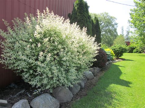 Best high impact fast growing shrubs in all zones – Artofit
