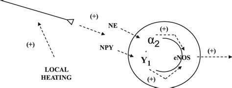 A proposed model of the factors contributing to the vasoconstrictor ...