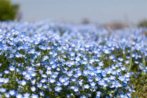 Обои Цветы Немофилы, вероники, обои для рабочего стола, фотографии ...