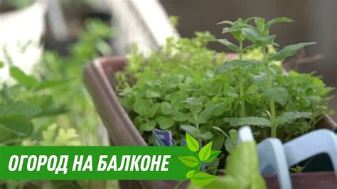 Орегано Тимьян Мята. Выращиваем съедобные культуры на балконе. - YouTube