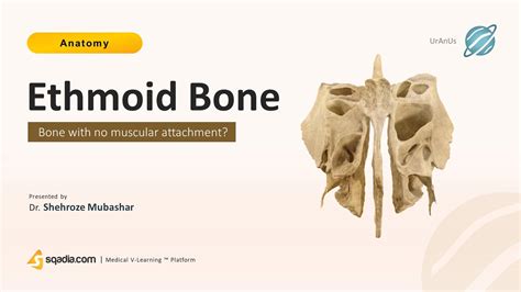 Ethmoid Anatomy