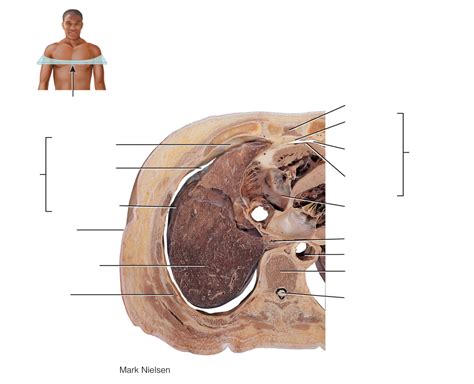 Anatomy Pic 3 Diagram Quizlet
