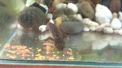 Кормление тритона в аквариуме. Тритон кушает сухой корм для аквариумных ...