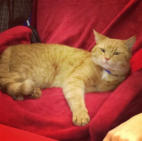 Джеймс Боуэн - Уличный кот по имени Боб (2014) - СЧАСТЬЕ ЕСТЬ ...