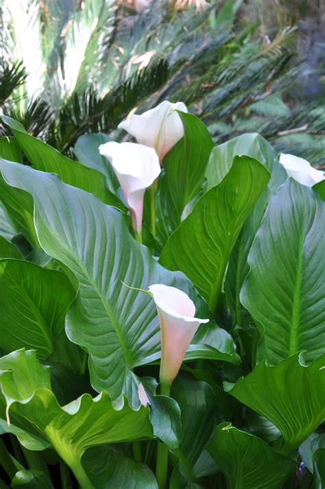 Zantedeschia Aethiopica Arum Lily