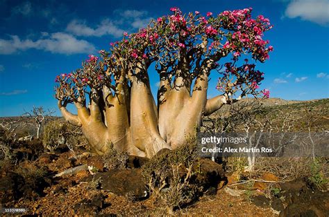 Socotra Desert Rose High-Res Stock Photo - Getty Images