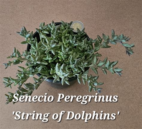 Senecio Peregrinus String Of Dolphins Petals Paws