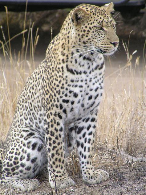 Abe's Animals: African leopard subspecies