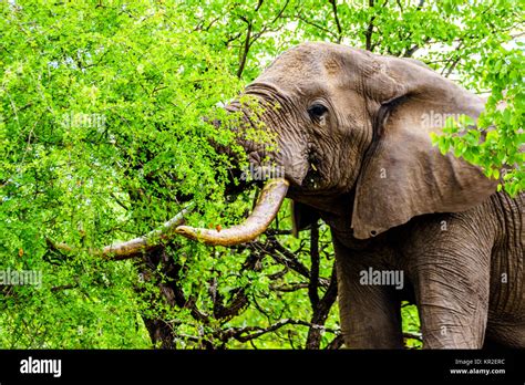 African Elephants Eating