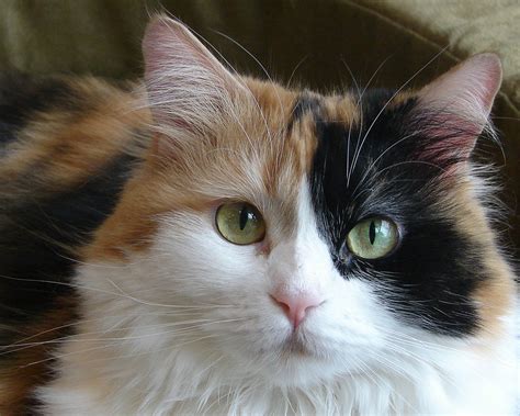 Wallpaper Tri Color Cat 1920x1200 Hd Picture Image