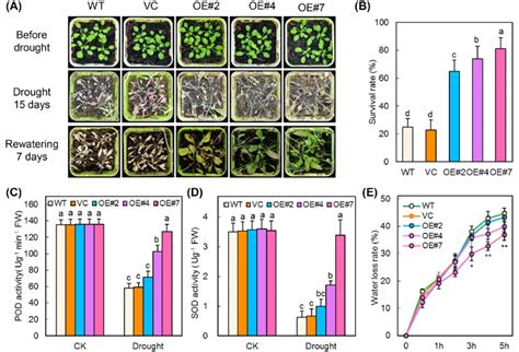 RhNAC31-overexpressing Arabidopsis plants show improved drought ...
