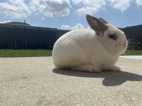mini lop  sale  spring  petzlover