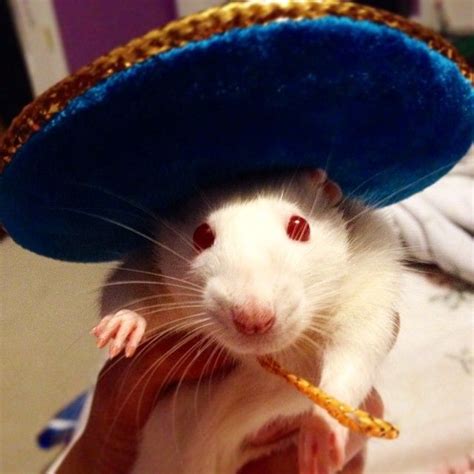 213 Best Rats Love Hats Images On Pinterest Rats Rodents And Animal