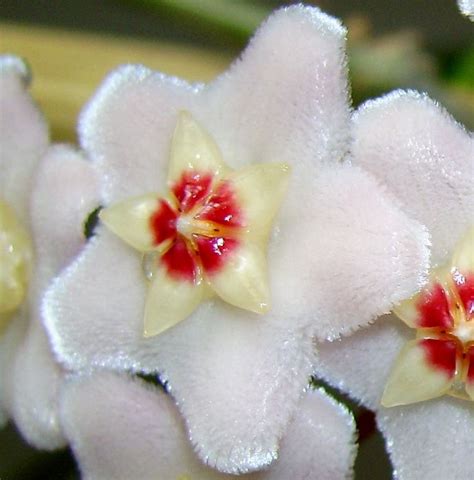 Восковой плющ или хойя (hoya).: p_i_f — LiveJournal