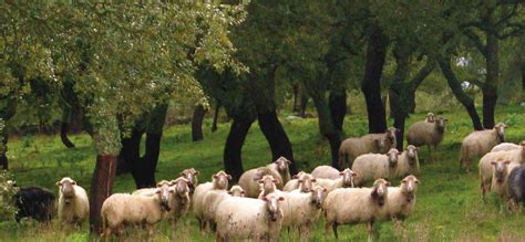 AGROMIX | AGROMIX – Introducing Policy Co-Development for Agroforestry ...