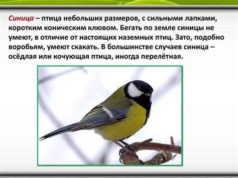 Как нарисовать синицу - презентация онлайн