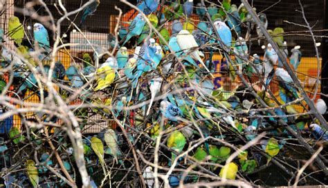 Parakeets Life Enrichment Of Houston LEOH