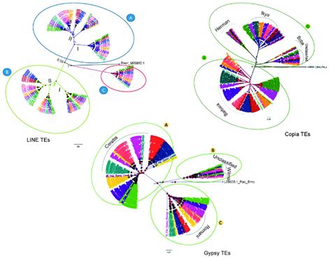 Phylogenetic tree of conserved Class I TEs. The consensus Bayesian ...