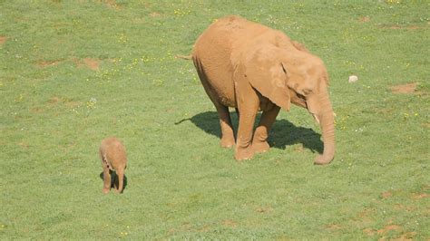 baby elephants playing   mud  stock video footage royalty