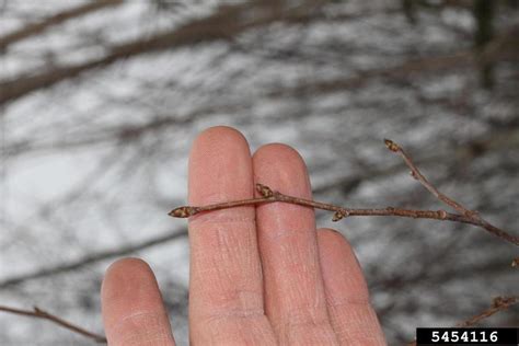 Hophornbeam Ostrya Virginiana
