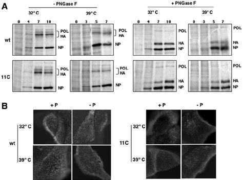 Expression And Localization Of Ha In Wt And Mutant Virus Infected