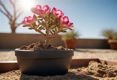How To Care For Desert Rose Quick Tips And Tricks