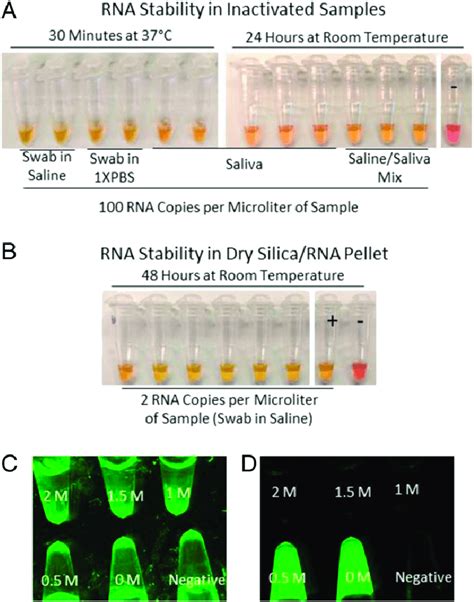 evidence  rna stability  inactivation  purification