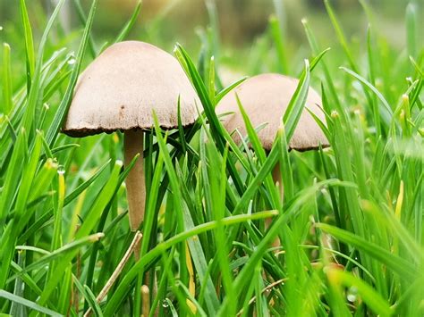 how to get rid of mushrooms in your lawn