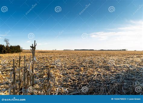 Corn Field Recently Harvested in Iowa Stock Image - Image of landscape ...