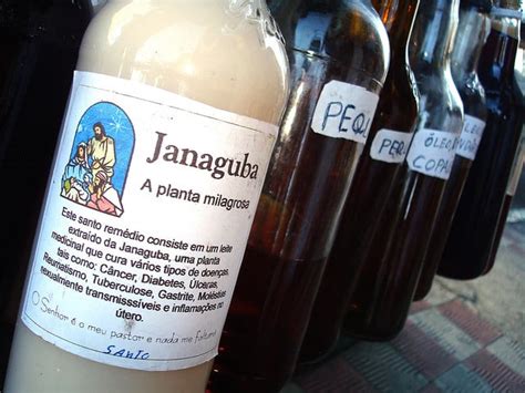 Janaguba Para Que Serve - 12 Beneficios de la Leche de Janaguba | Salud Responde