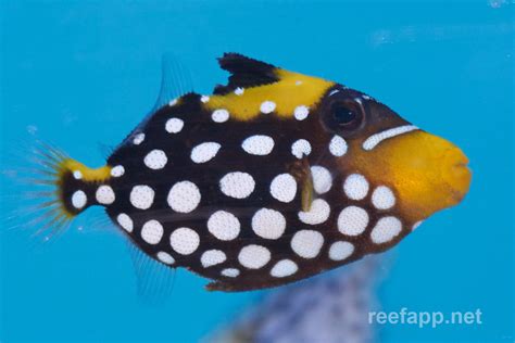 Clown Triggerfish Balistoides Conspicillum In Aquarium