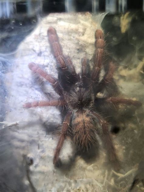 Phormingochilus Sp Sabah Red Arachnoboards