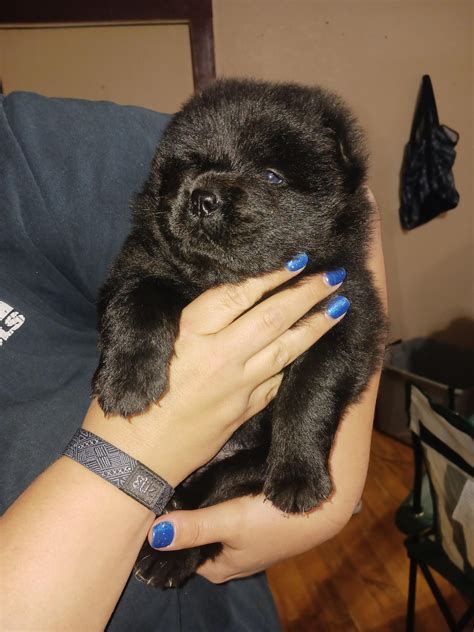 Puppy breath : r/chowchow