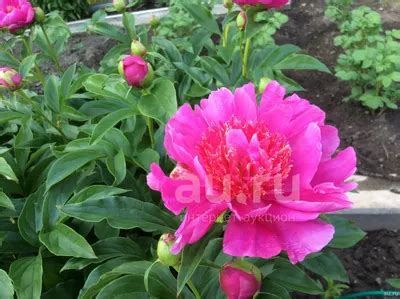 Пион неон фото - 77 картинок