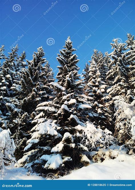 Winter Wonderland in Norway Stock Image - Image of tropical, temperate
