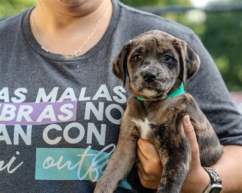 animal control and care 11